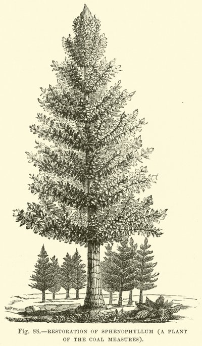 Restauration de Sphenophyllum, une plante des couches de charbon - English School