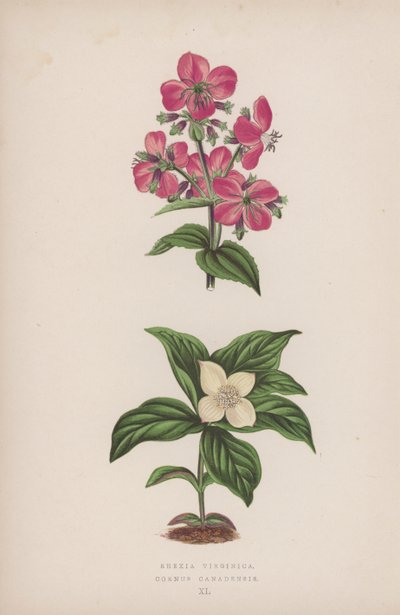 Rhexia Virginica; Cornus Canadensis - English School