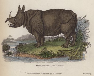 Rhinocéros (gravure en couleur) - English School