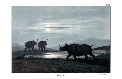 Rhinocéros - English School
