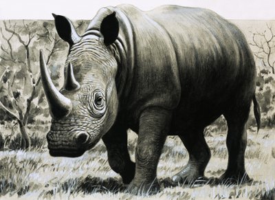 Rhinocéros - English School
