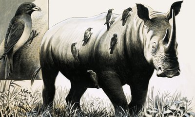 Rhinocéros et oiseau oxpecker - English School