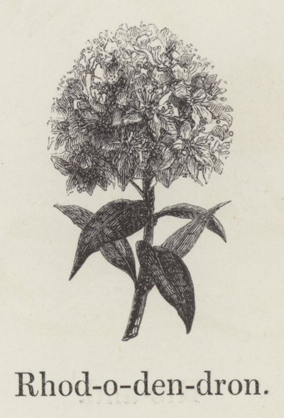 Rhododendron - English School