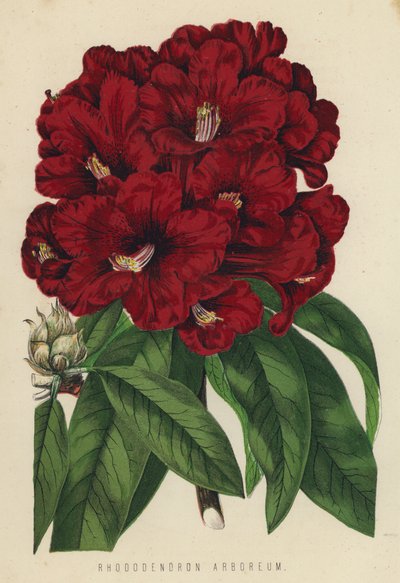 Rhododendron Arboreum - English School
