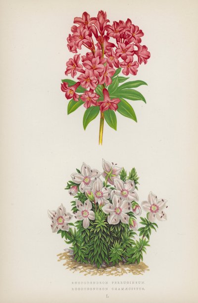Rhododendron ferrugineux ; Rhododendron chamaecistus - English School