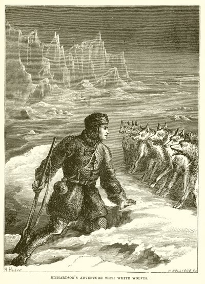 Aventure de Richardson avec des loups blancs - English School