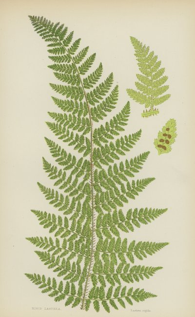 Lastrea rigide (lithographie en couleur) - English School