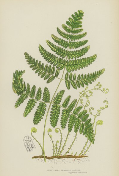 Polypode rigide à trois branches (lithographie en couleur) - English School