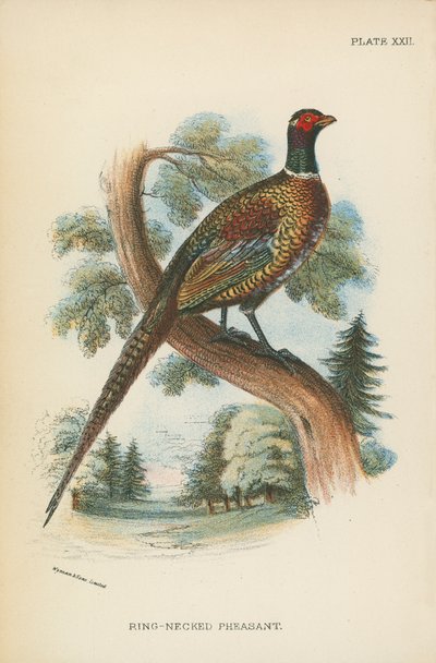 Faisan à collier - English School