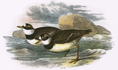 Pluvier à collier - English School