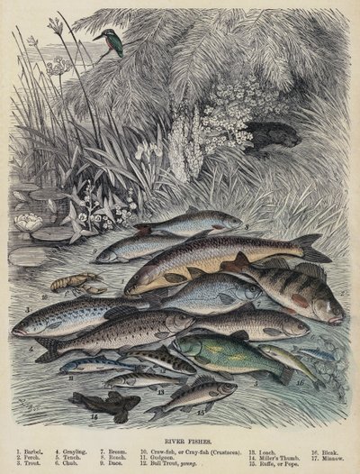Poissons de rivière - English School