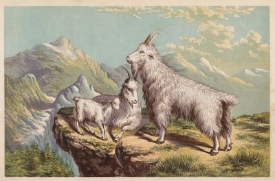 Chèvre des montagnes Rocheuses, Aplocerus Montanus (litho en couleur) - English School