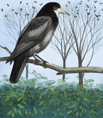 Corbeau - English School