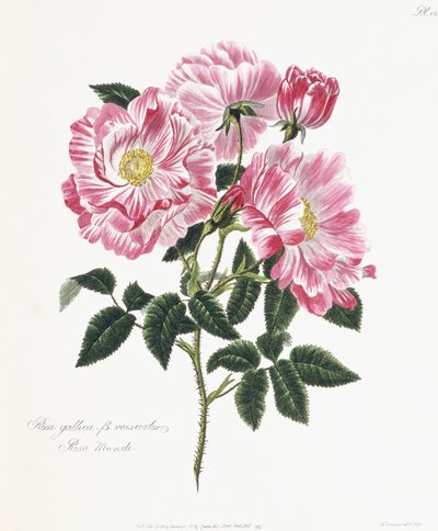 Rosa gallica, 1796-1799 - English School