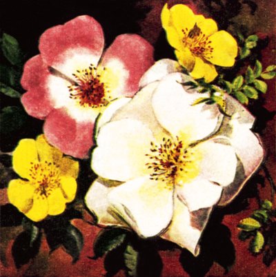 Rose - English School