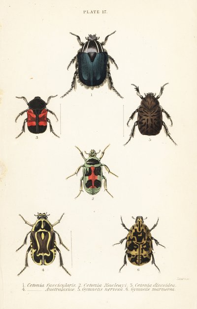 Coléoptères cétoines : Cetonia fascicularis 1, Heterorhina macleayi 2, Gametoides subfasciata 3, coléoptère violoniste, Eupoecila australasiae 4, Gymnetis hieroglyphica 5 et Gymnetis marmorea 6 - English School