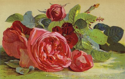 Roses, le duc d