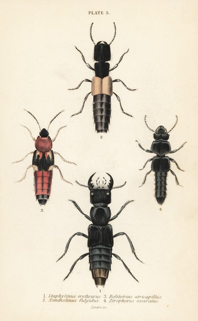 Coléoptères staphylins : Staphylinus erythrurus, Xantholinus fulgidus, Bolitobius atricapillus, Zirophorus exaratus - English School