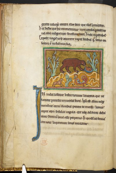 Un ours regardant des oursons. Bestiaire (ff. 3-141), Lapidaire (ff. 141v-149) 2e quart du 13e siècle - English School