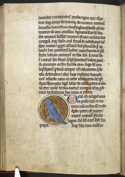 Huppe, du 