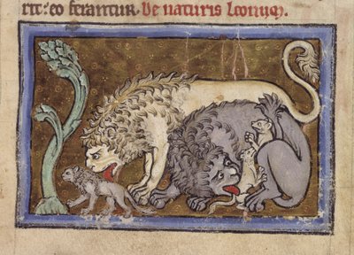 Lions, du 