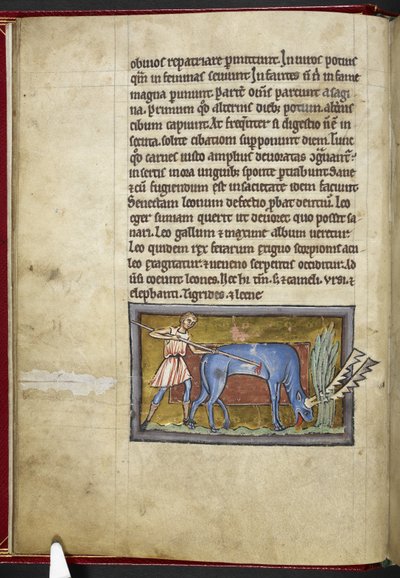 Antilope, du 