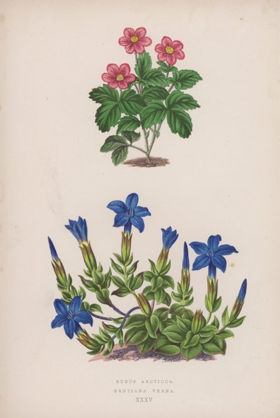 Ronce Arctique ; Gentiane Printanière (lithographie en couleur) - English School