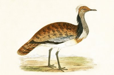 Outarde à huppe, illustration de 