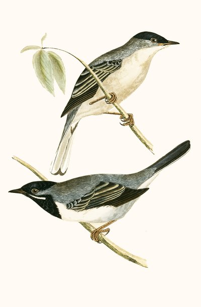 Fauvette de Rüppell, illustration de 