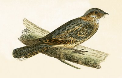 Engoulevent à cou roux, illustration de 