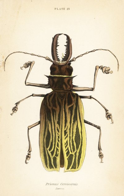 Coléoptère longicorne à dents de sabre, Macrodontia cervicornis (Prionus cervicornis) - English School