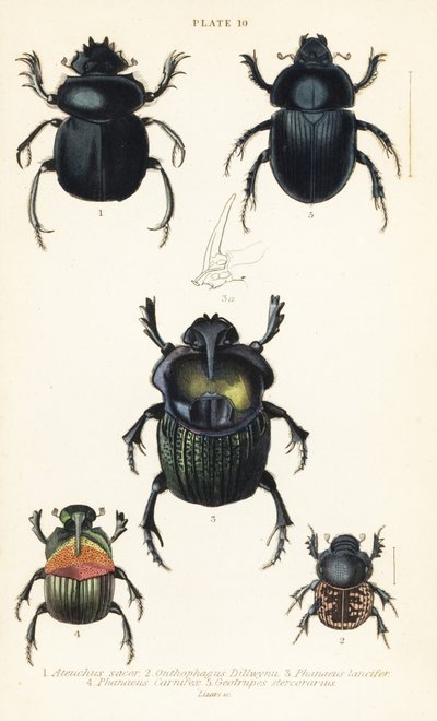 Scarabée sacré, Scarabaeus sacer 1, bousiers, Onthophagus nuchicornis 2, Coprophanaeus lancifer 3, Sulcophanaeus carnifex 4, et bousier terrestre, Geotrupes stercorarius 5 - English School