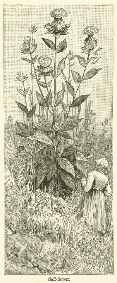 Fleur de safran (gravure) - English School