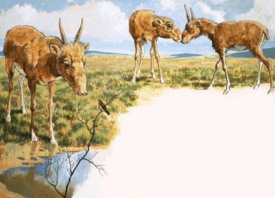 Antilope Saïga - English School