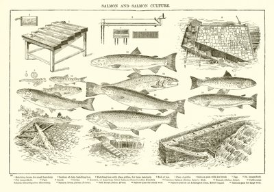 Saumon et culture du saumon - English School