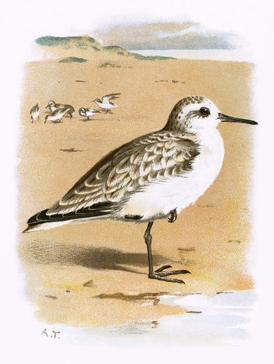 Bécasseau sanderling - English School