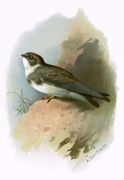 Hirondelle de rivage - English School