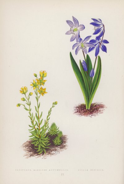 Saxifraga Aizoides Autumnalis; Scilla Sibirica - English School