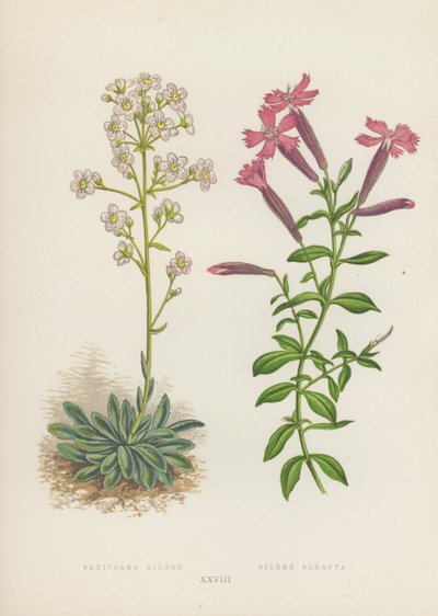 Saxifraga Aizoon; Silene Schafta - English School