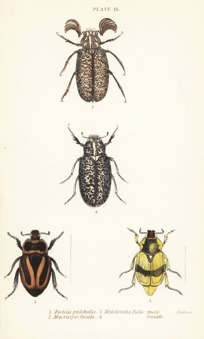 Coléoptères scarabées : Pelidnota pulchella subsp - English School