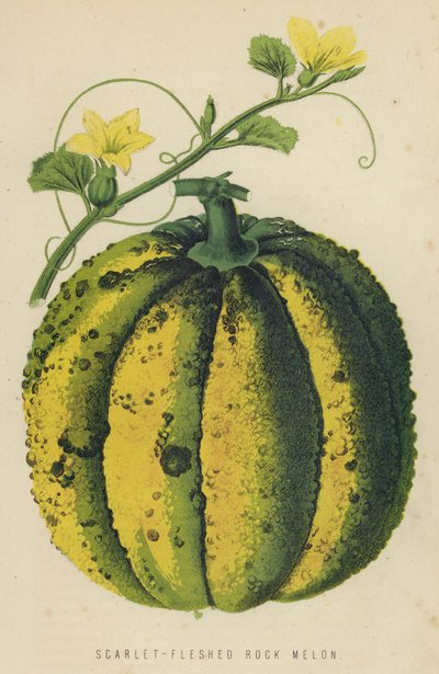 Melon à chair écarlate - English School