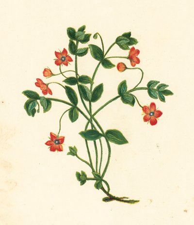 Mouron rouge, Anagallis Arvensis - English School