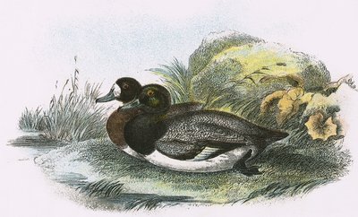 Canard milouin - English School