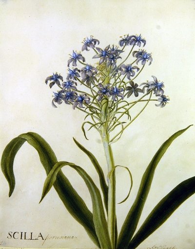 Étude botanique de Scilla Peruviana - English School