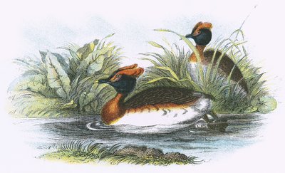 Grèbe esclavon - English School
