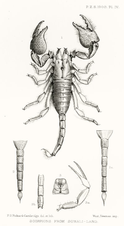 Scorpions de la Somalie, illustration de The Hope Reports, Vol. II, 1897-1900, édité par Edward B. Poulton, Oxford, 1901 - English School