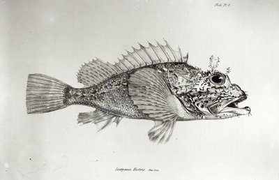Poisson-scorpion, planche 8 de 