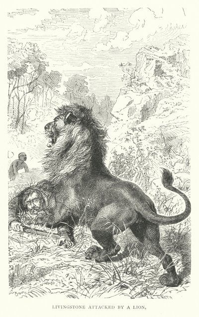 Le missionnaire écossais David Livingstone attaqué par un lion en Afrique - English School