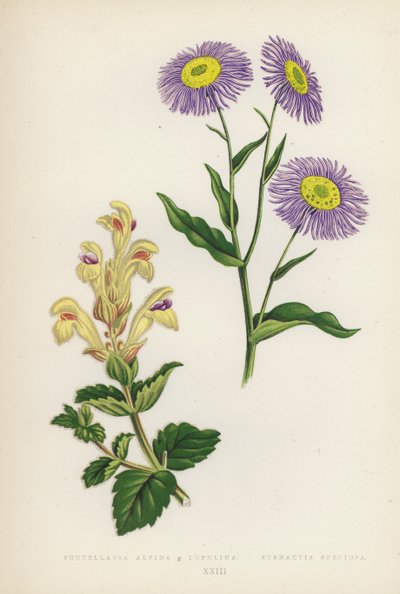 Scutellaria Alpina B Lupulina; Stenactis Speciosa - English School