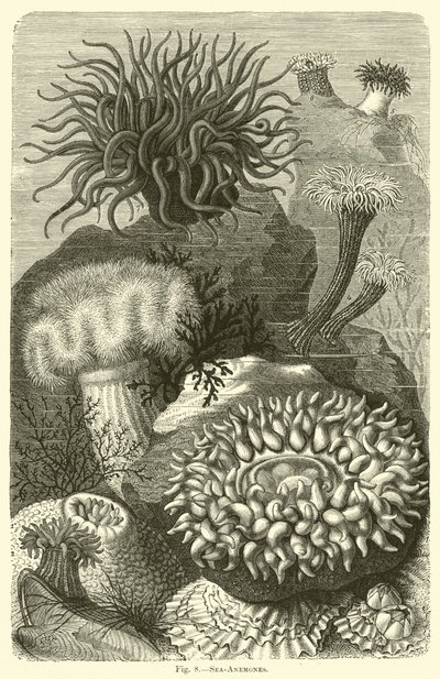 Anémones de mer - English School